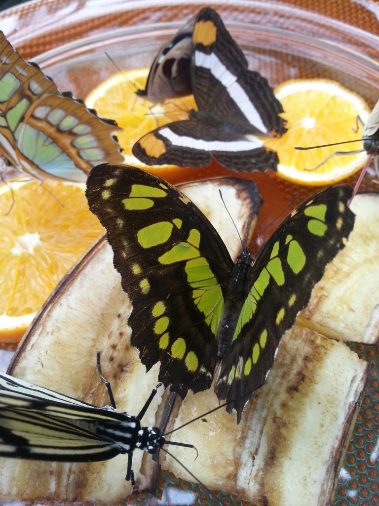 Schmetterling Stephan Raif EmoBodySync
